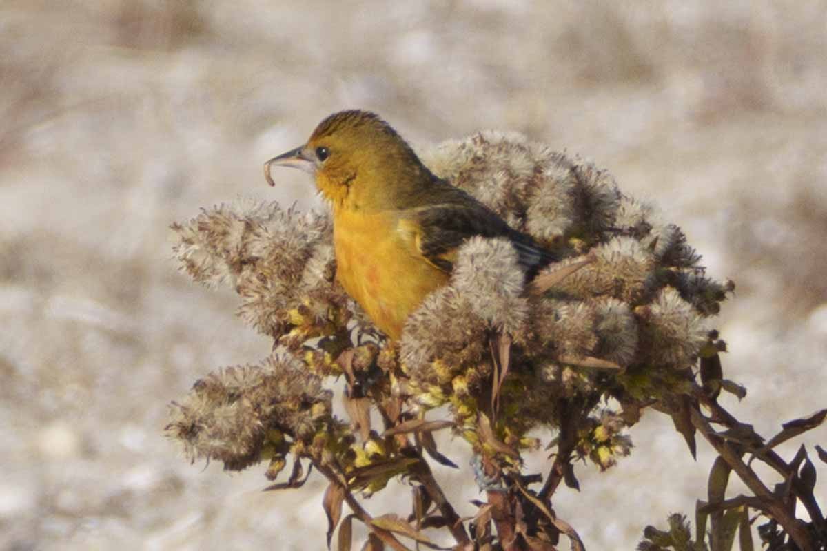Baltimore Oriole - ML646580518
