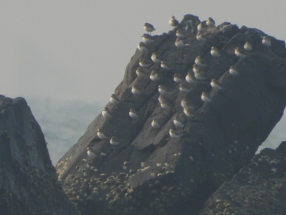 Tibetan Sand-Plover - ML646580521