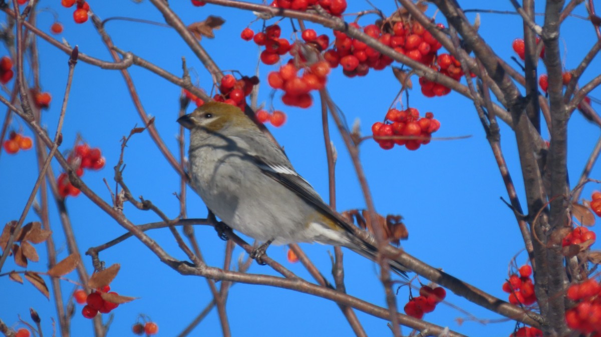 Pine Grosbeak - ML646580523