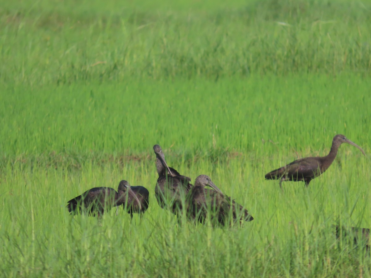Glossy Ibis - ML646580529