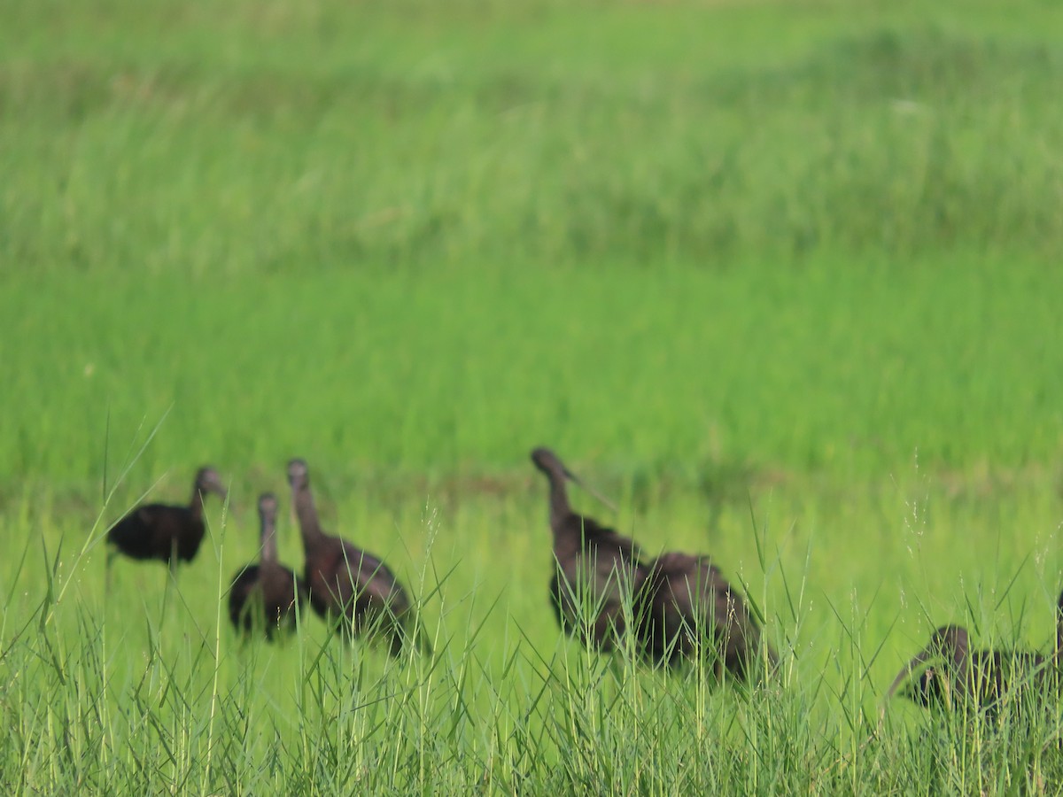 Glossy Ibis - ML646580530