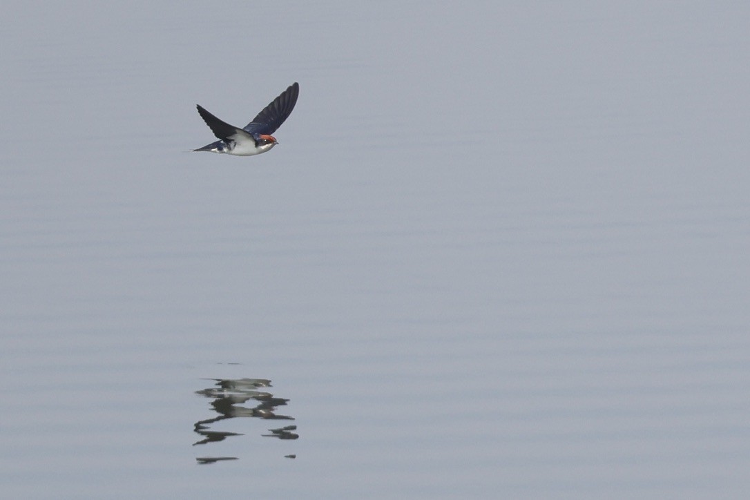Wire-tailed Swallow - ML646580533