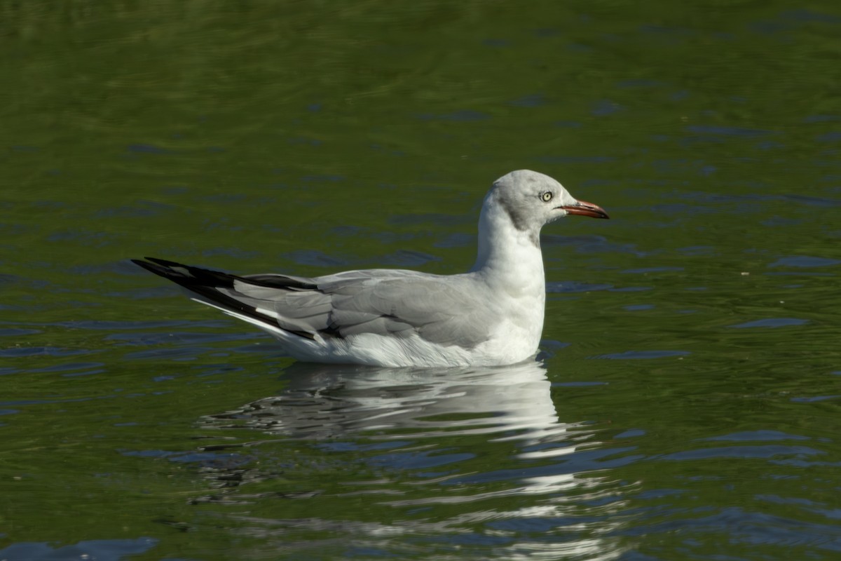 Gray-hooded Gull - ML646580536