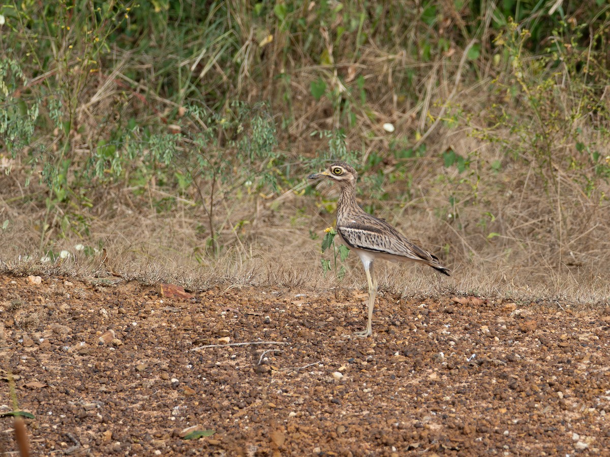 Alcaraván Indio - ML646580537