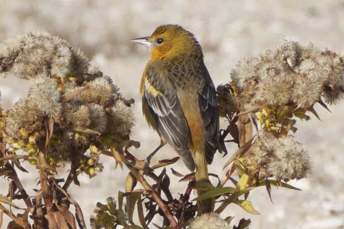 Baltimore Oriole - ML646580538