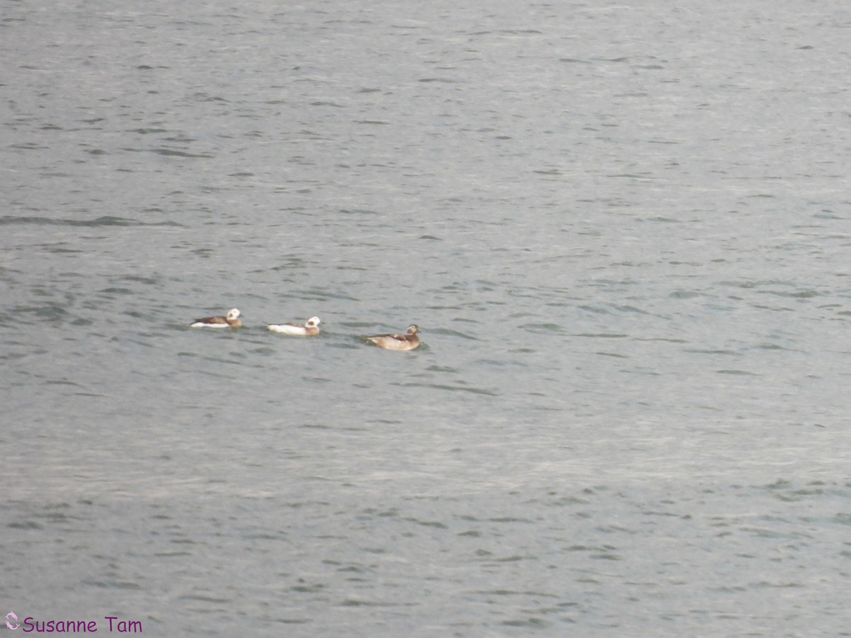 長尾鴨 - ML646580539