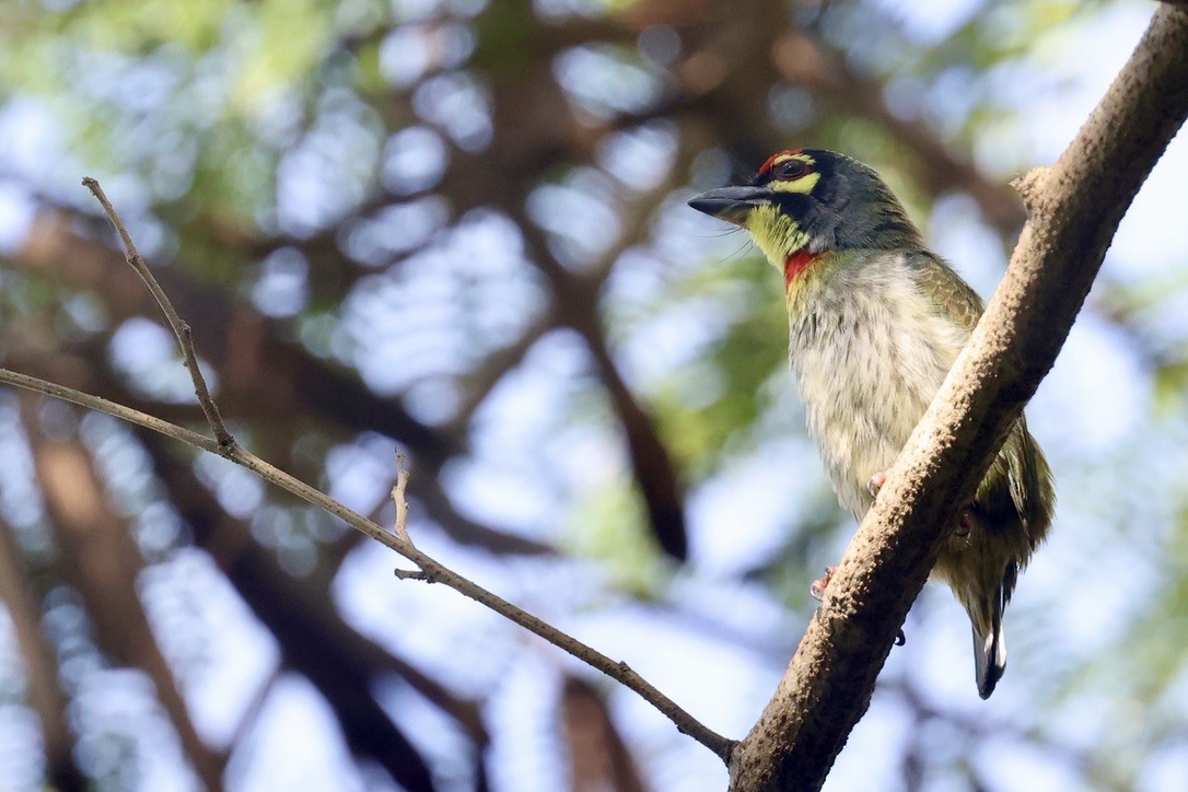 Coppersmith Barbet - ML646580541