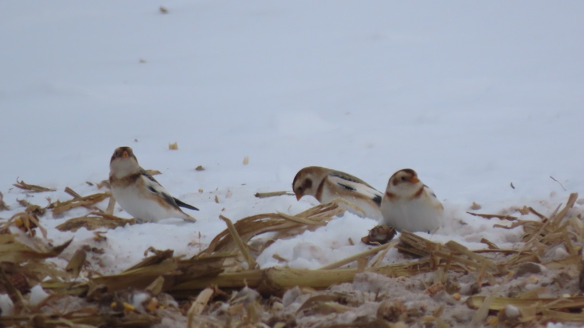 Snow Bunting - ML646580542