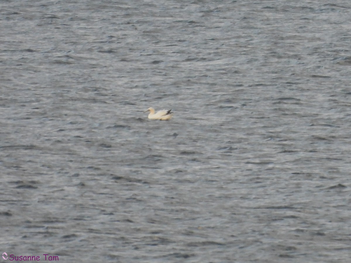 Northern Gannet - ML646580544