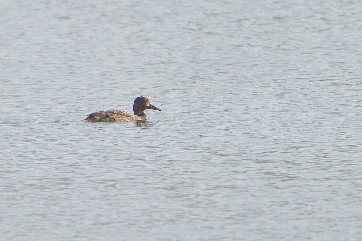 Porrón Pardo - ML646580549