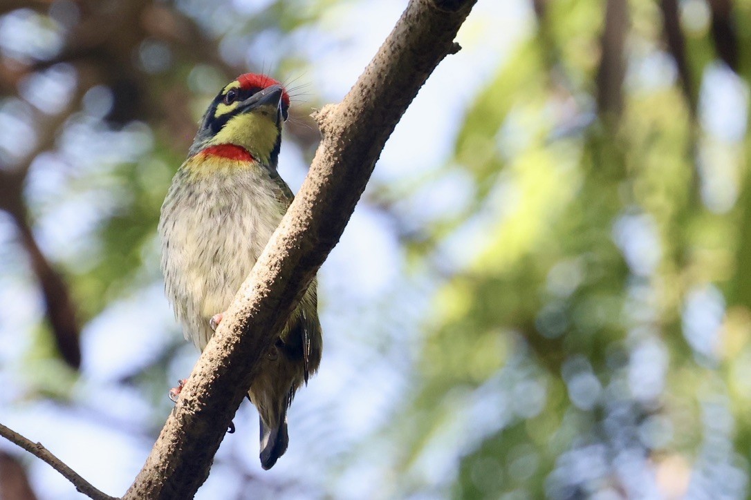 Coppersmith Barbet - ML646580550