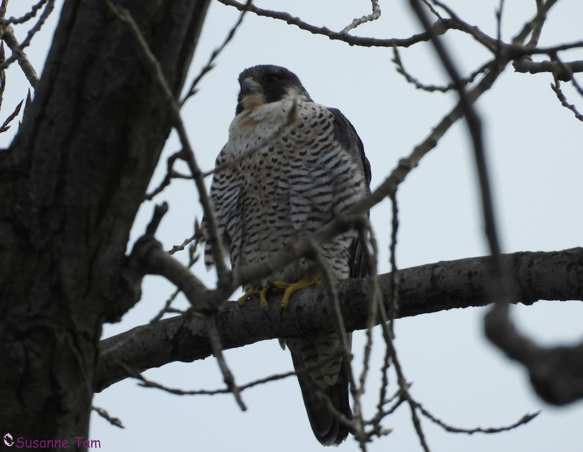 遊隼 - ML646580551