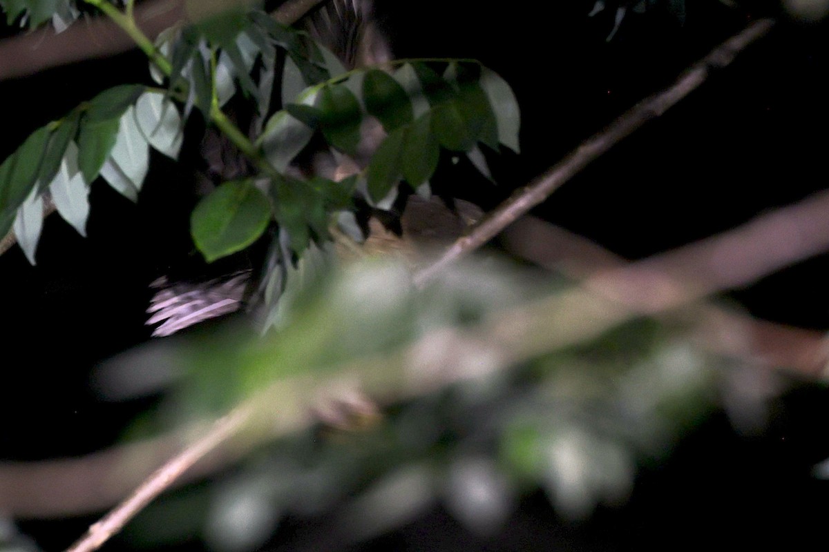 Togiankauz - ML646580552