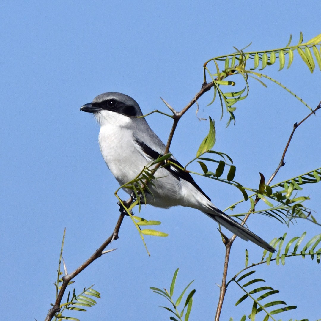 アメリカオオモズ - ML646580556