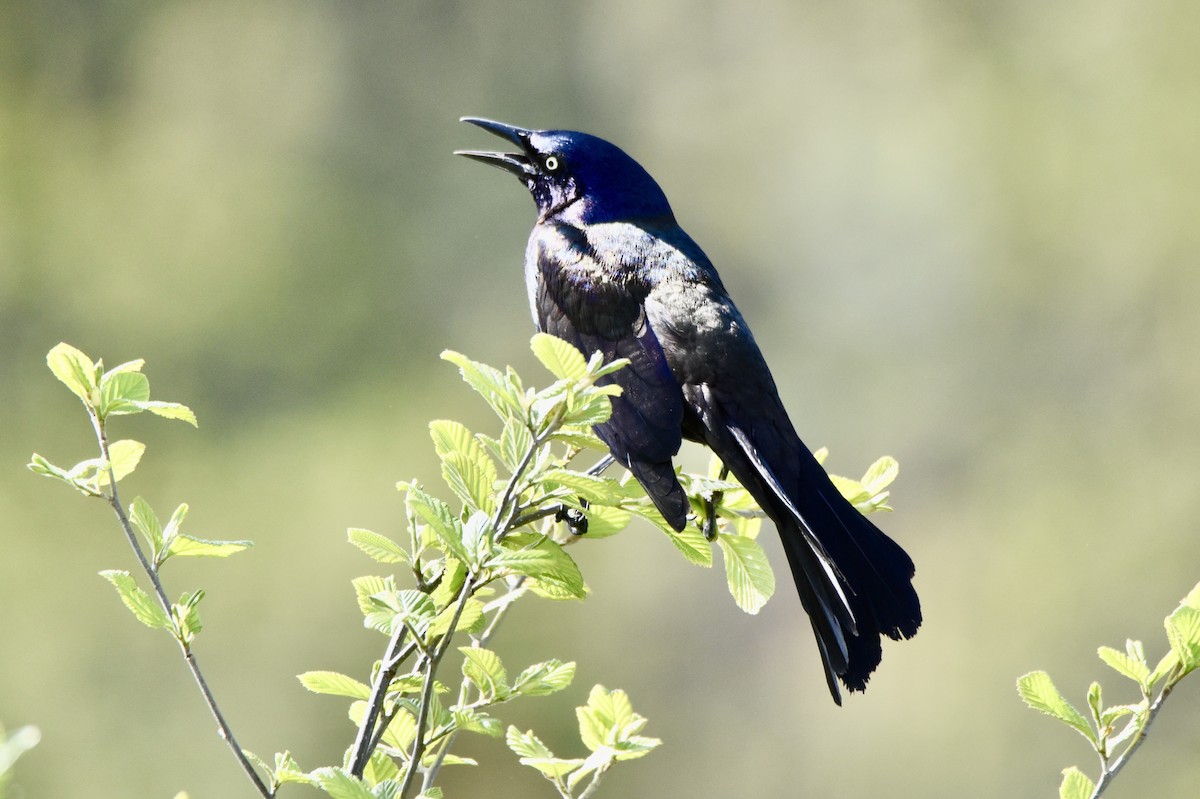 Purpurgrackel - ML646580557