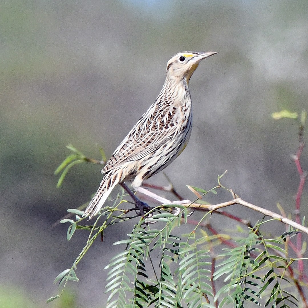 Eastern Meadowlark - ML646580564