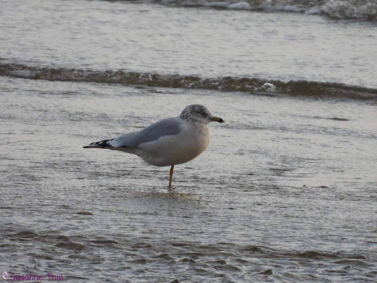 Ring-billed Gull - ML646580565