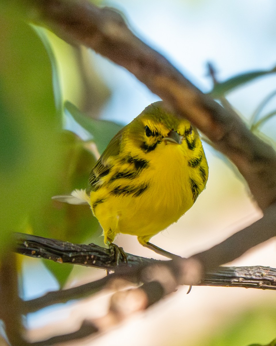 Rotmantel-Waldsänger - ML646580569