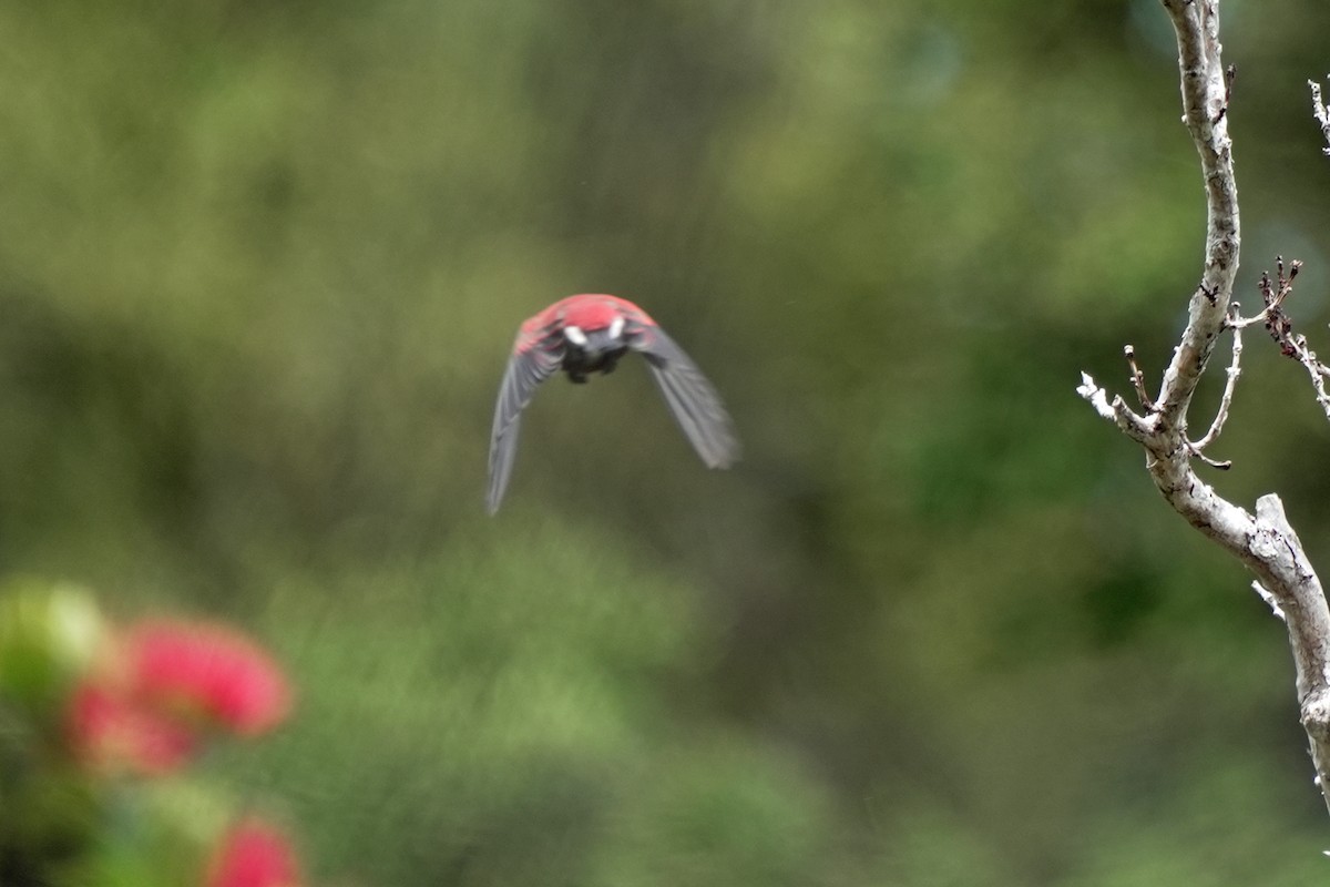 Apapanekleidervogel - ML646580570