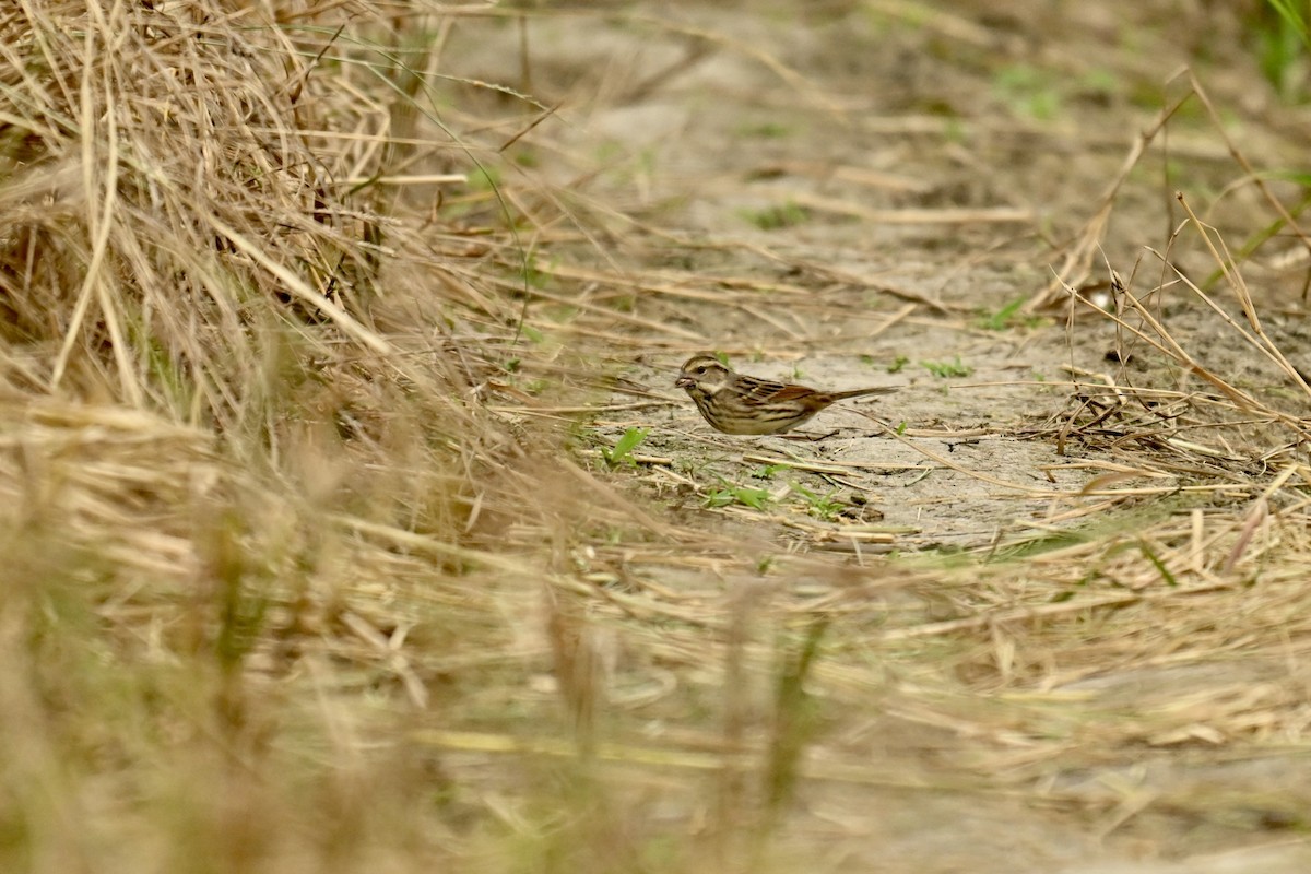 Maskenammer - ML646580571