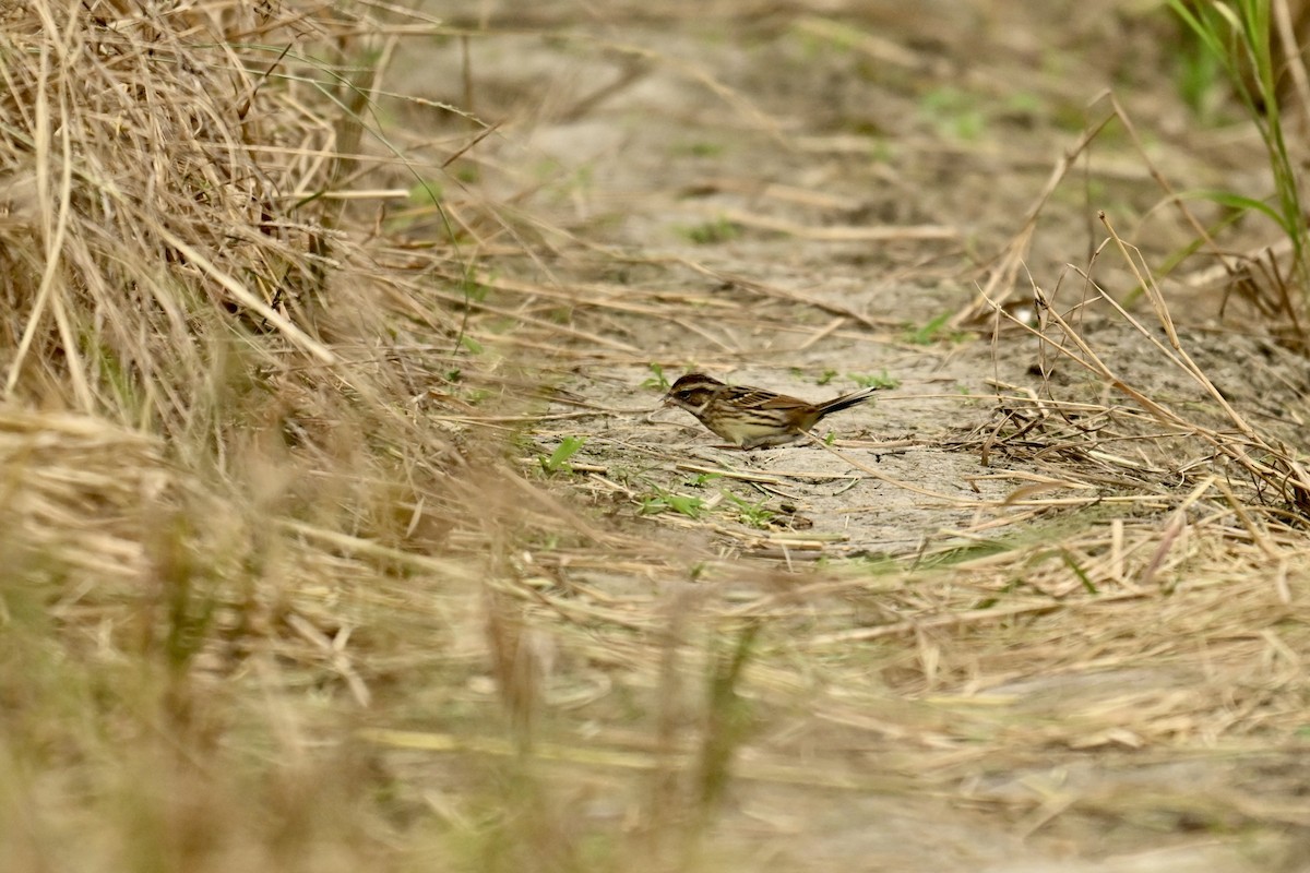 Maskenammer - ML646580572