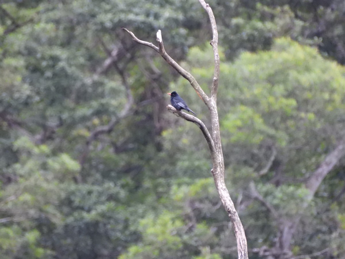 China-Rotschnabelbülbül - ML646580574