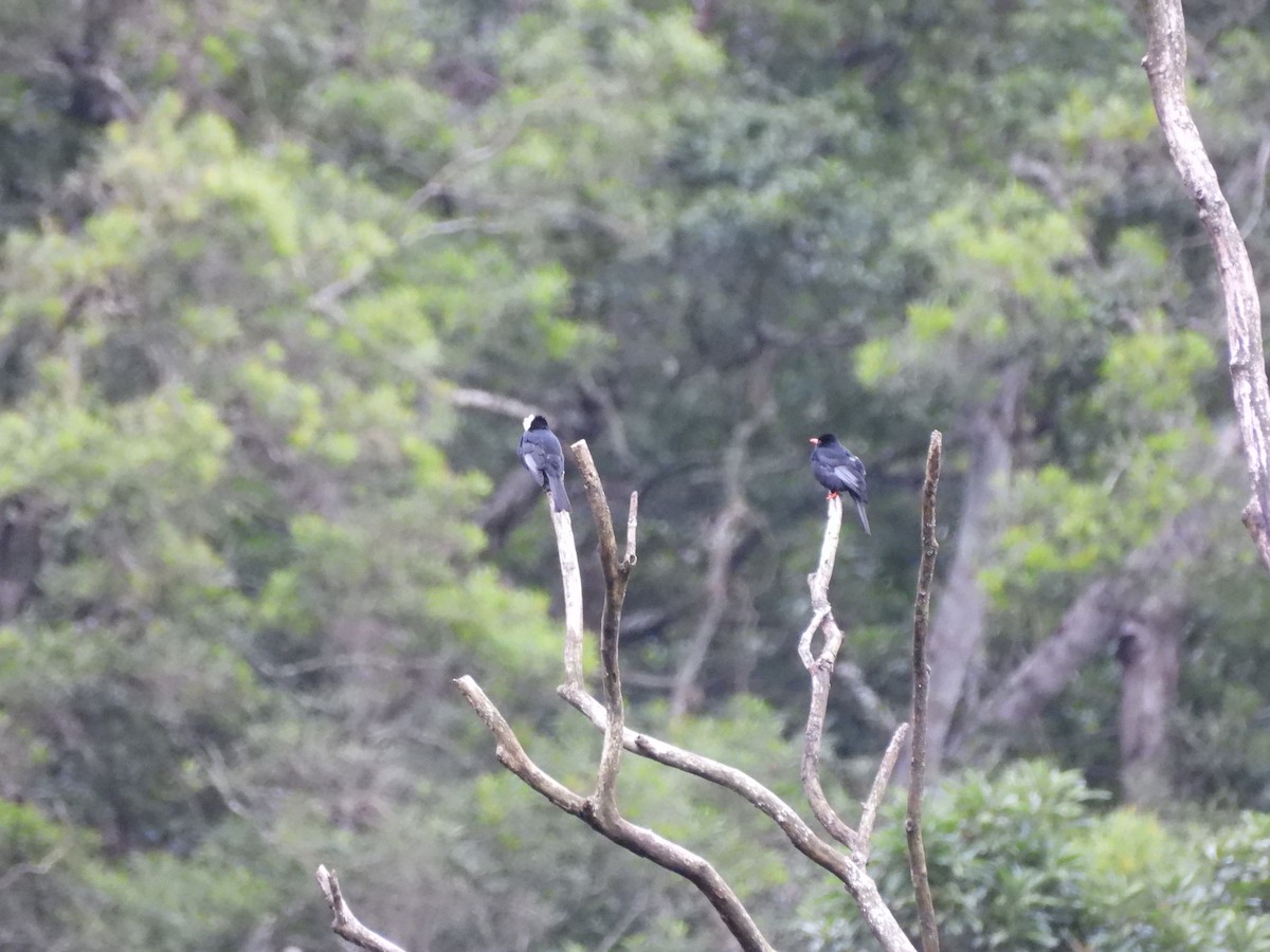 China-Rotschnabelbülbül - ML646580575