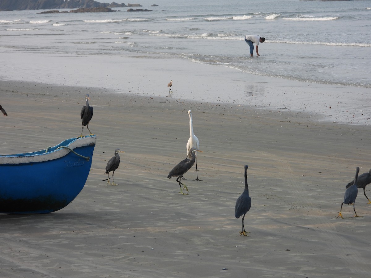 Küstenreiher - ML646580581