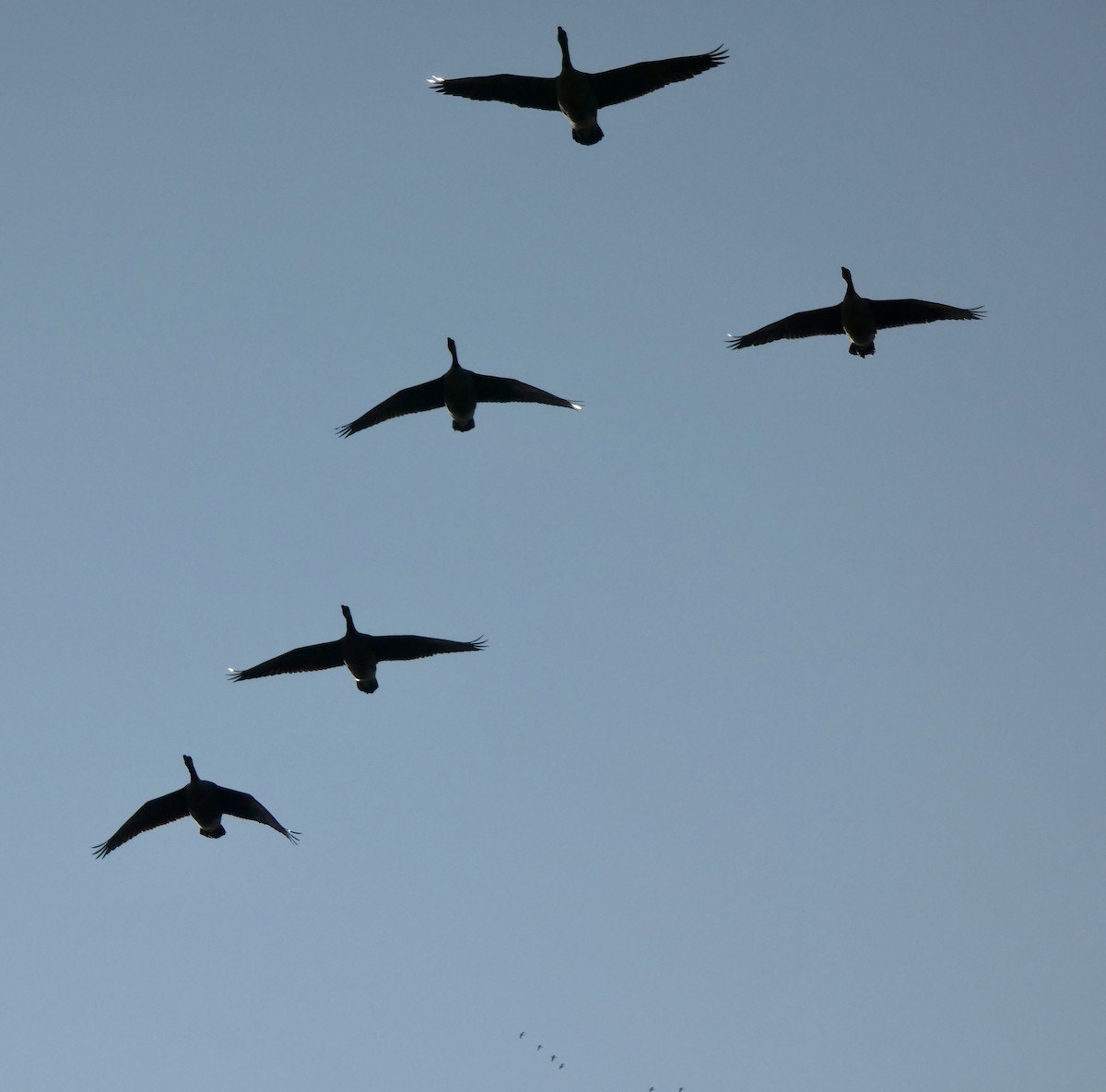 Kanadagans - ML646580582