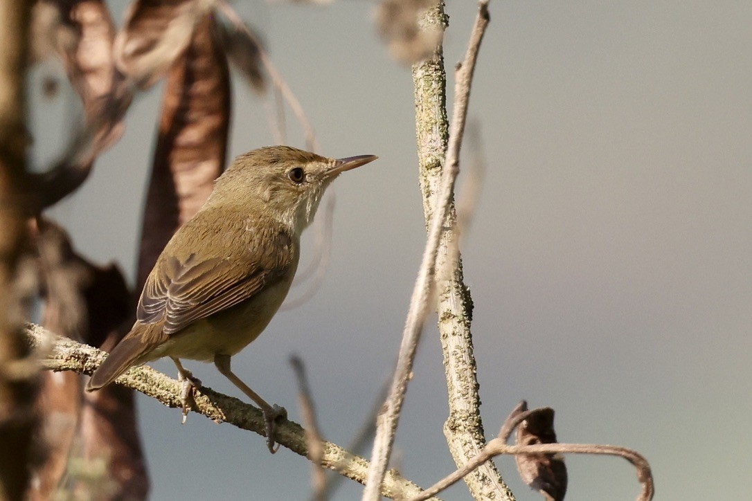 Buschrohrsänger - ML646580583