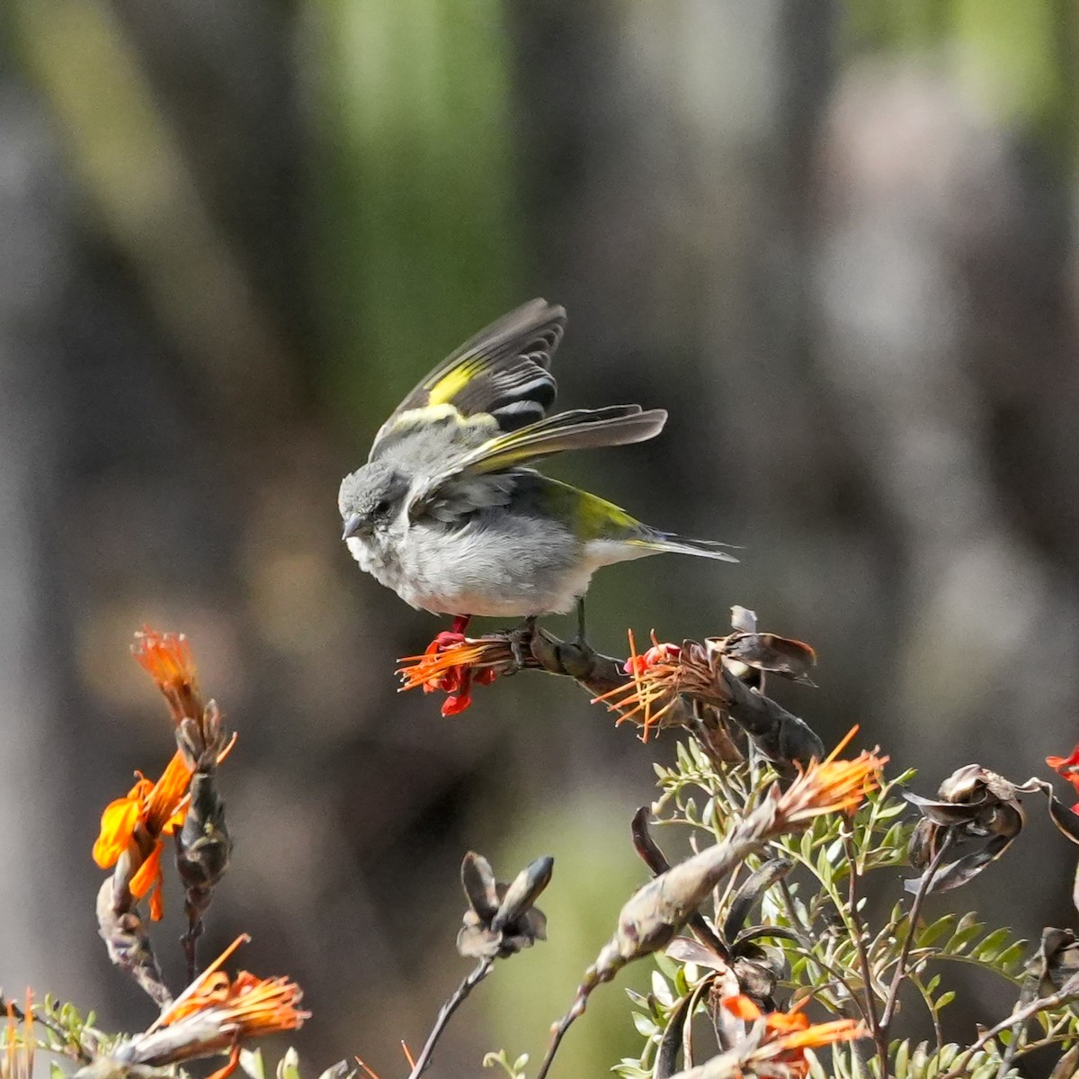 Magellanzeisig - ML646580585