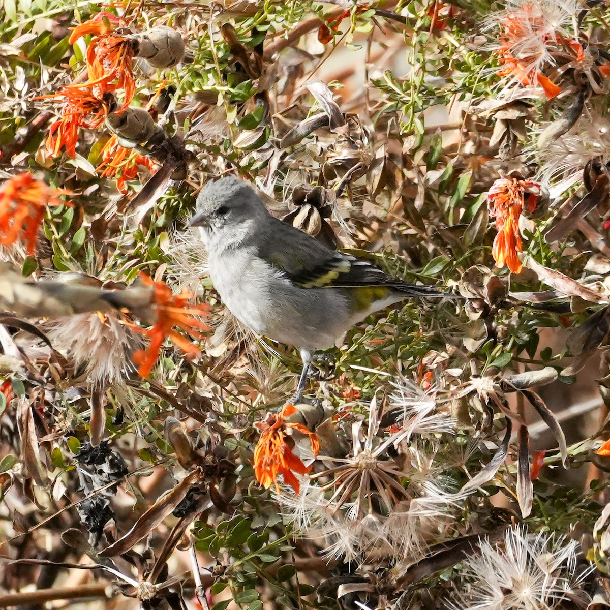 Magellanzeisig - ML646580587