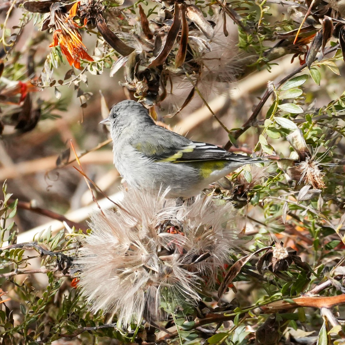 Magellanzeisig - ML646580588