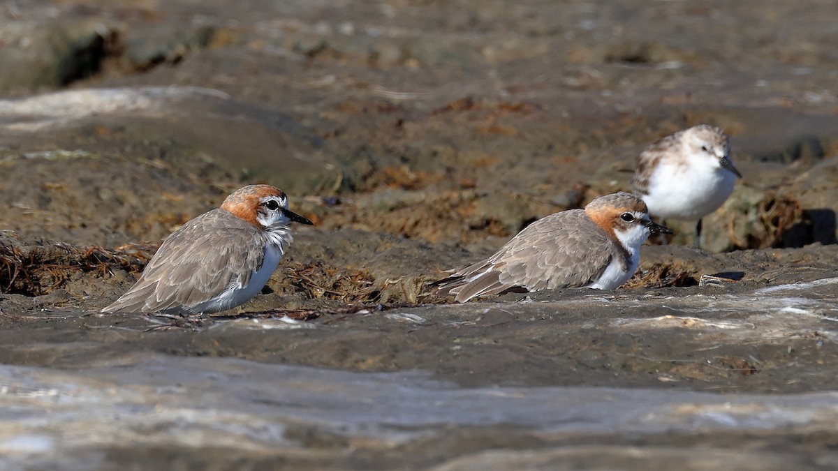 Rotkopf-Regenpfeifer - ML646580589