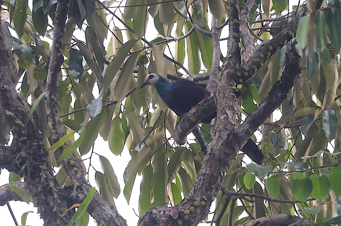 Manadotaube - ML646580590