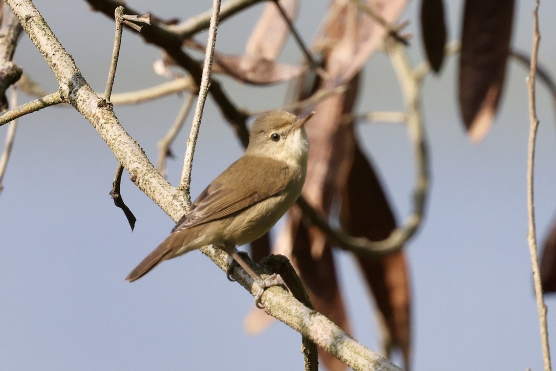 Buschrohrsänger - ML646580591