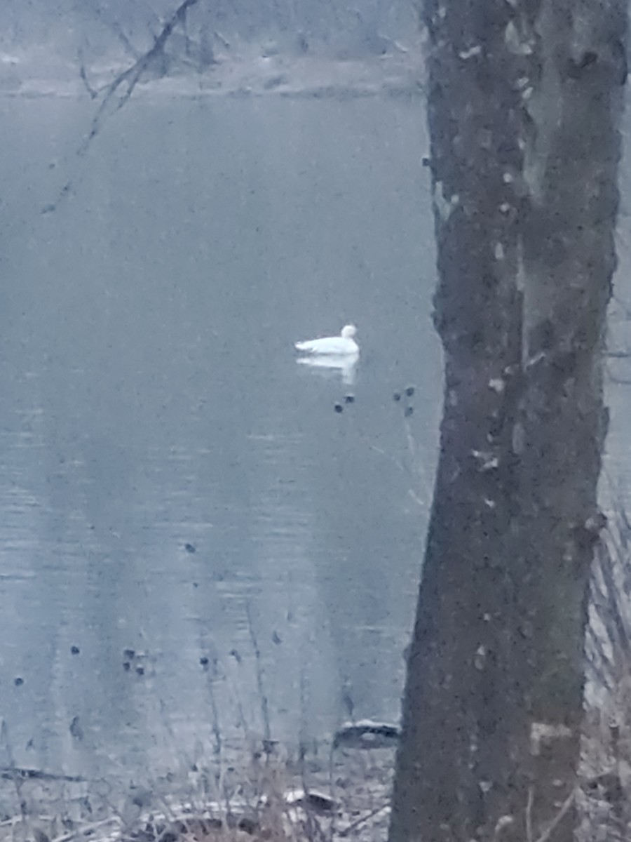 Ross's Goose - ML646580592