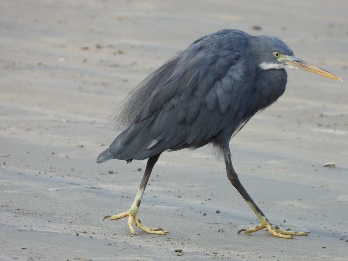 Küstenreiher - ML646580593