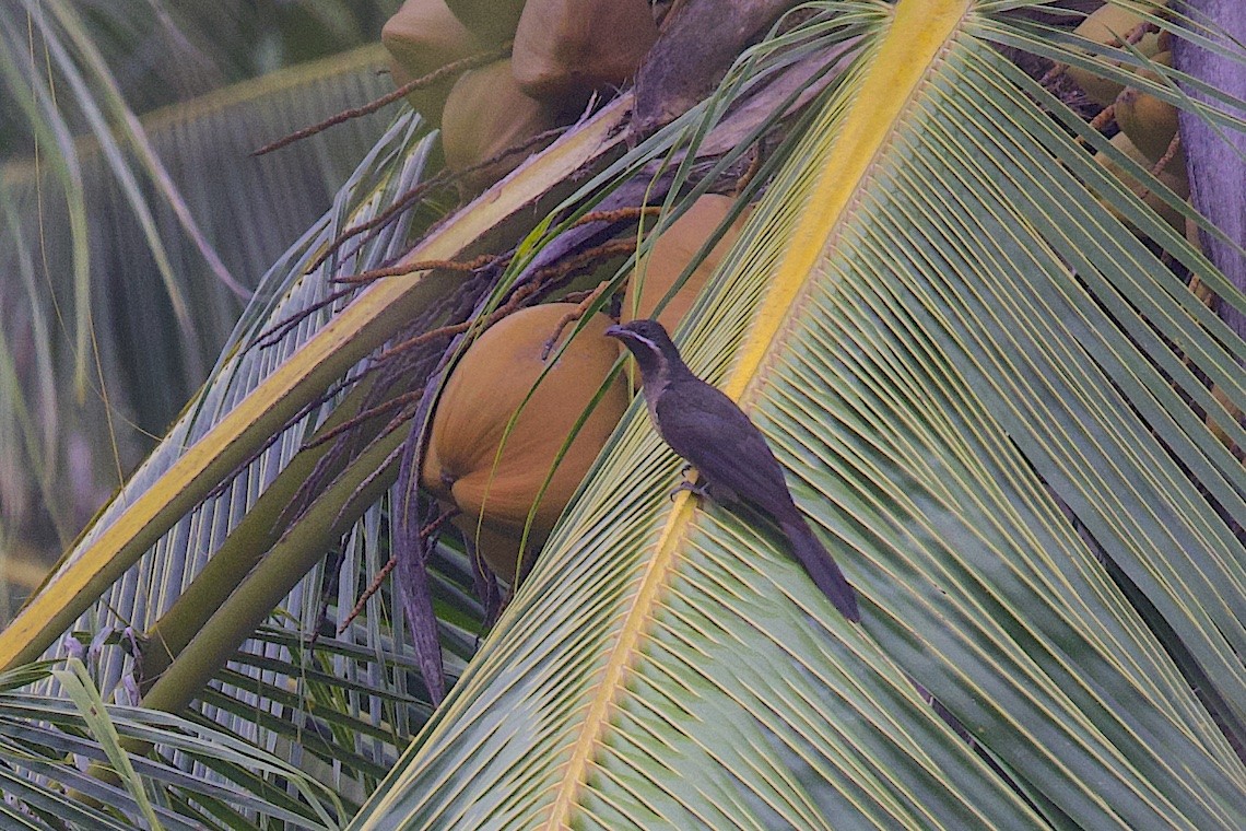 Schwarzschnabelkoel - ML646580594