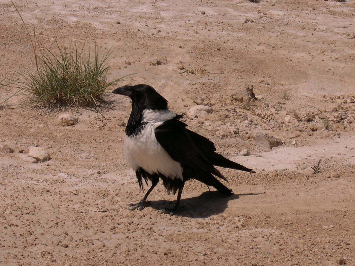 Schildrabe - ML646580599