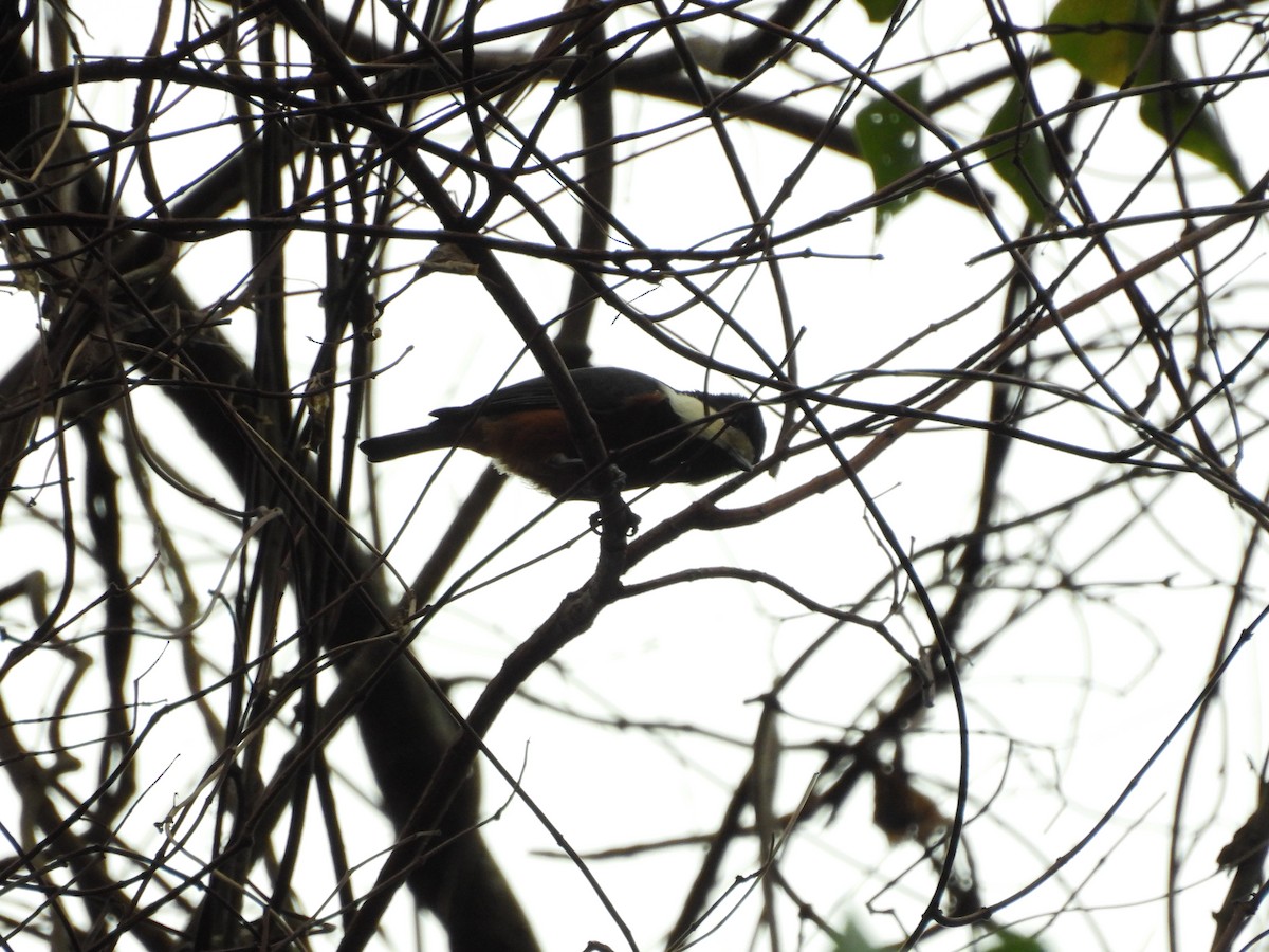 Taiwanbuntmeise - ML646580603