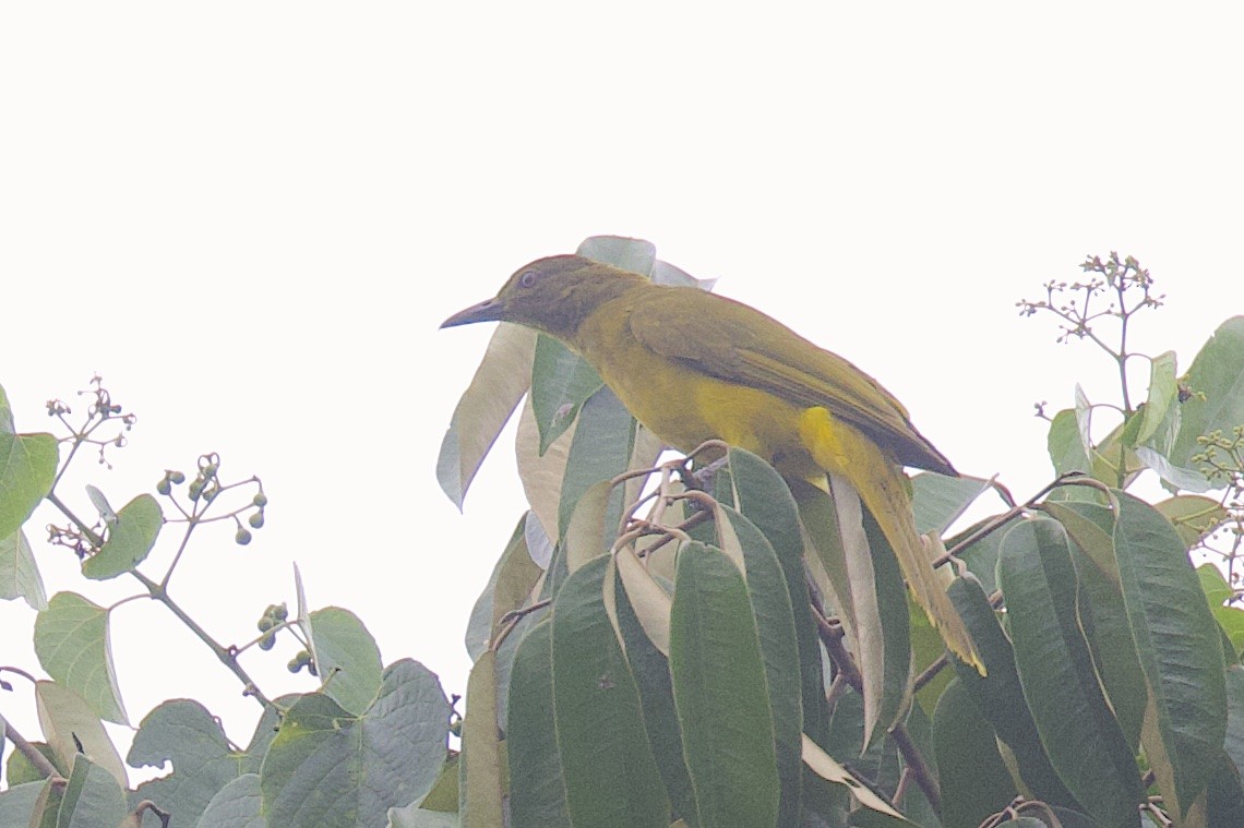 Togian Golden-Bulbul - ML646580605