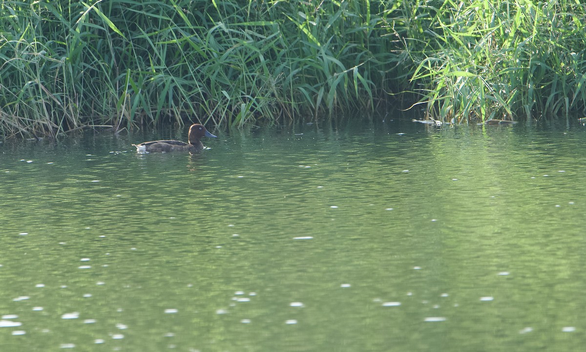 Porrón Pardo - ML646580607