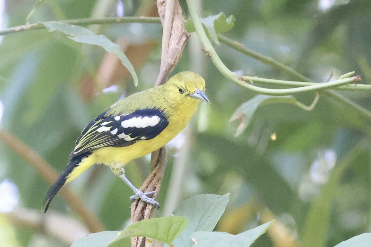 Common Iora - ML646580609