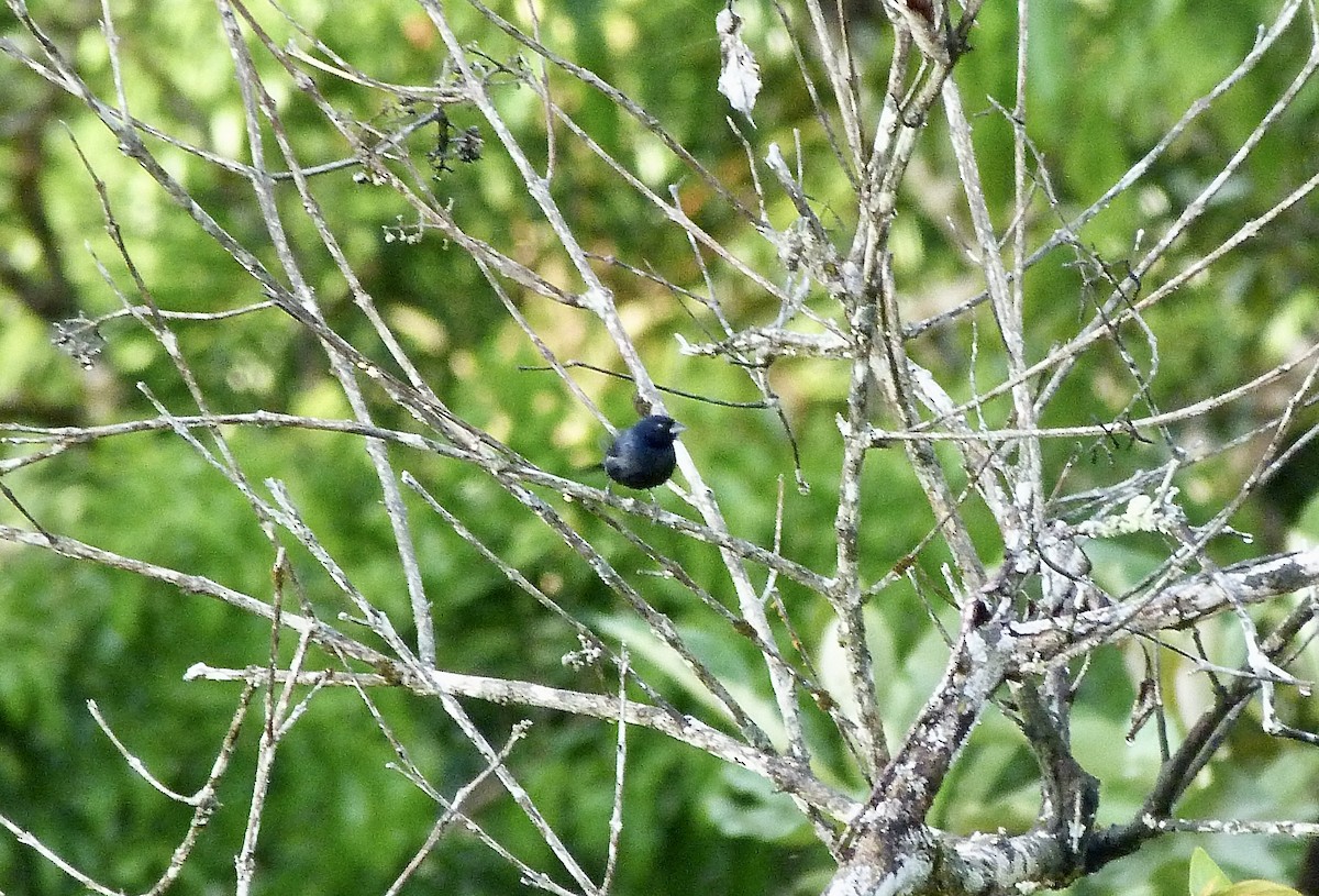 Blue-black Grassquit - ML646580610