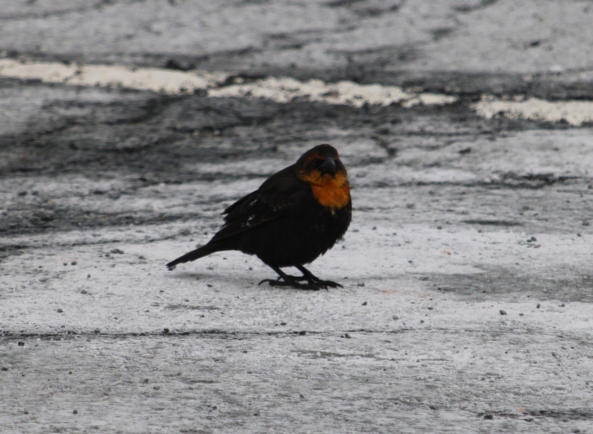 Brillenstärling - ML646580611