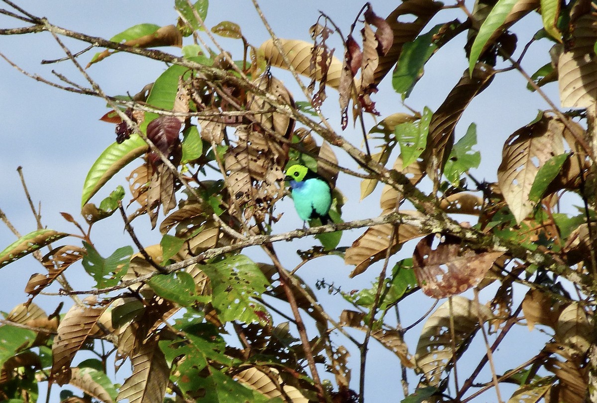 Paradise Tanager - ML646580614