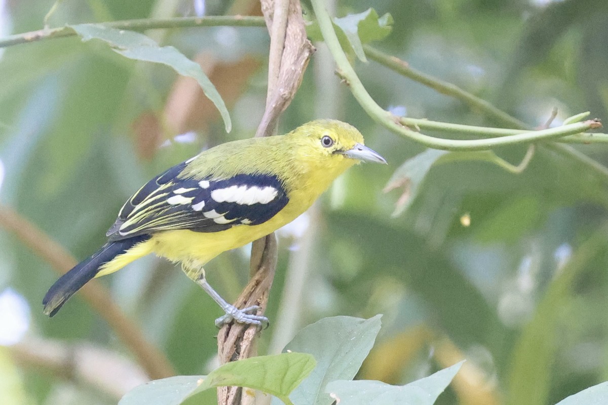 Common Iora - ML646580615