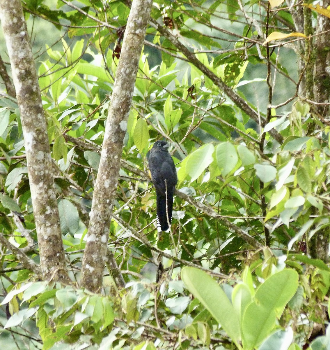 trogon zelenohřbetý - ML646580622