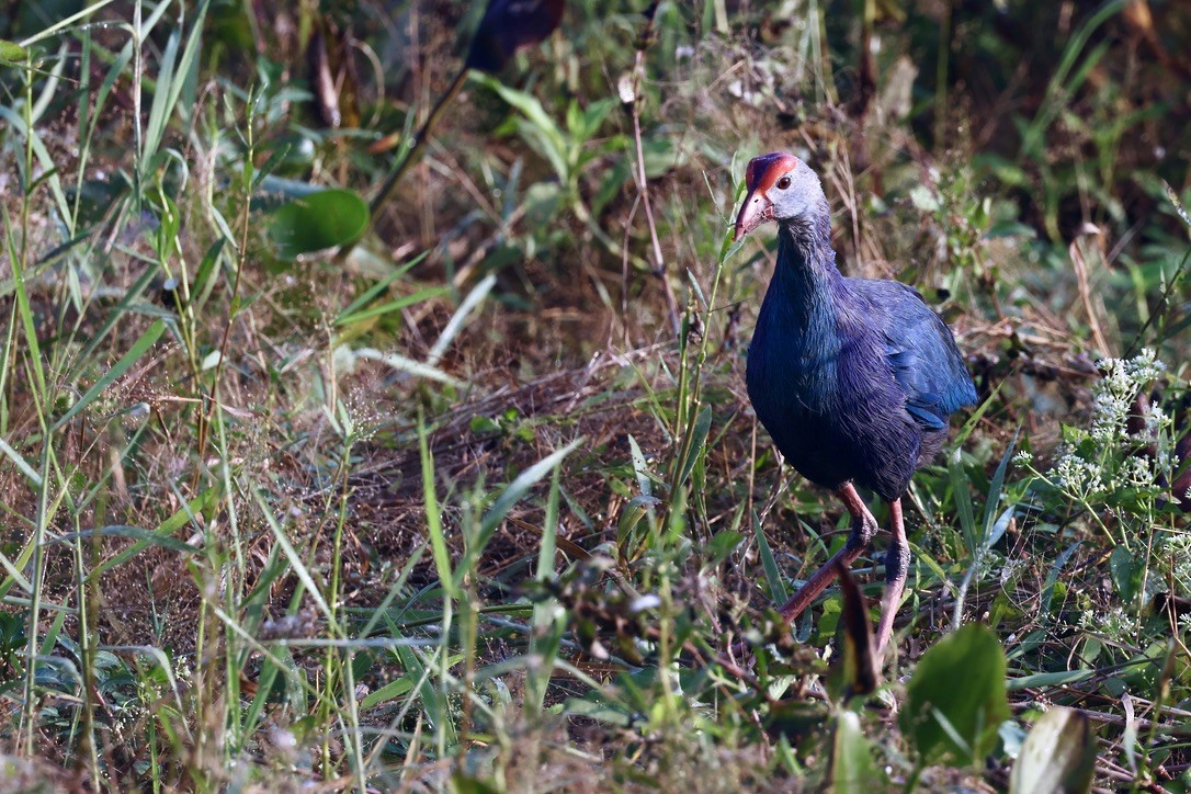 Gray-headed Swamphen - ML646580628